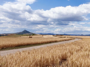 Pohled na hrad Hazmburk z pole s okolní krajinou