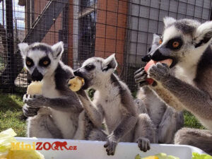 Skupina lemurů při krmení v Minizoo Kostomlaty pod Řípem.