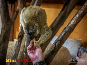 Lemurka Natálka v Minizoo Kostomlaty pod Řípem.