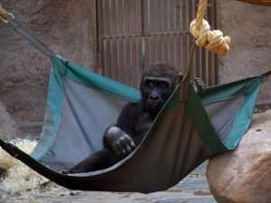 Gorila sedící na houpačce v pavilonu Zoo Praha.